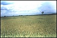 Arroz�1.jpg