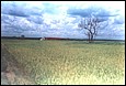 Arroz�2.jpg