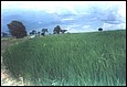 Arroz�3.jpg