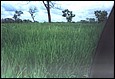 Arroz�4.jpg