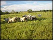fotos842.18haMT (11).jpg
