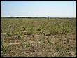 fotos842.18haMT (15).jpg