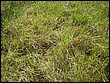 fotos842.18haMT (17).jpg