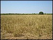 fotos842.18haMT (18).jpg