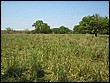 fotos842.18haMT (24).jpg