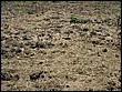fotos842.18haMT (25).jpg