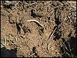 fotos842.18haMT (28).jpg