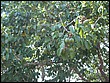 fotos842.18haMT (32).jpg