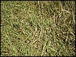 fotos842.18haMT (34).jpg