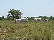 fotos842.18haMT (39).jpg