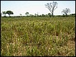 fotos842.18haMT (40).jpg