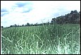 fotos842.18haMT (45).jpg