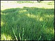 fotos842.18haMT (9).jpg