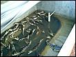 imagens483.jpg