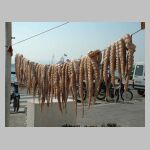 Octopus hung out to dry