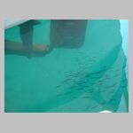 Harbour water