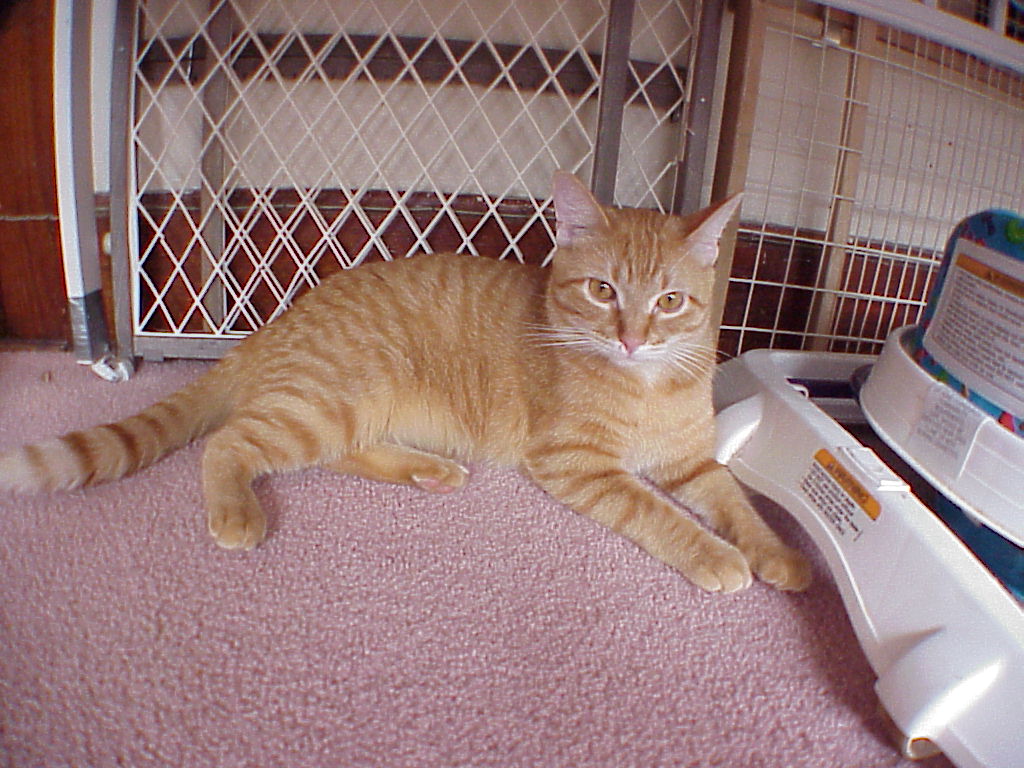 This is Tom.&nbsp; He belonged to Andrea.&nbsp; <br>She had to give some of her cats away, the landlord wouldn't allow all she wanted. :(&nbsp; But Tom found a good home and<br> Andrea knows where he is:)