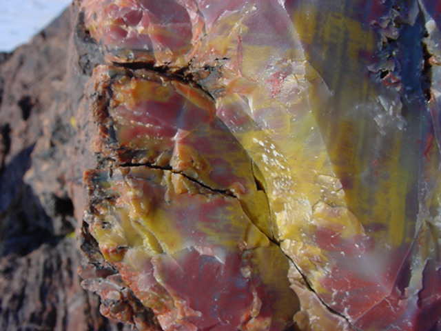nearby is petrified wood national park