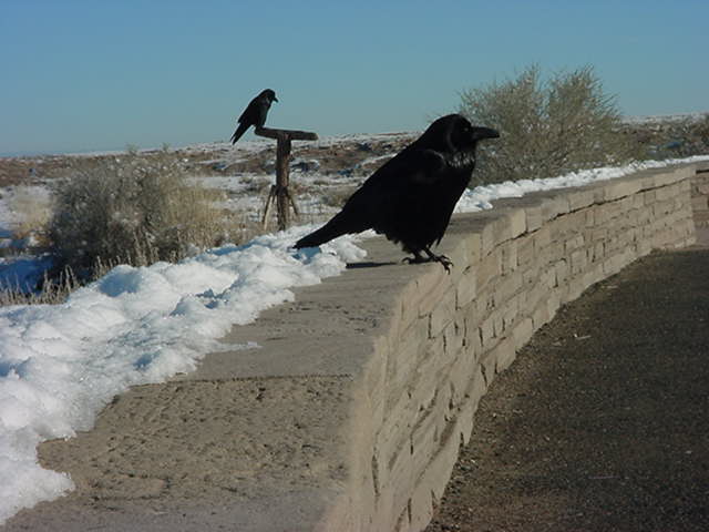 Cameron Crow