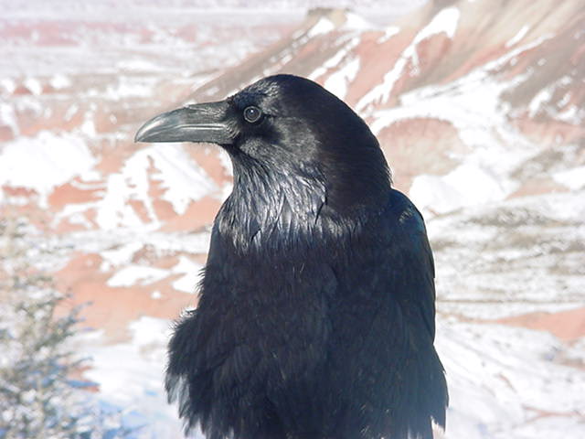 Russel Crow