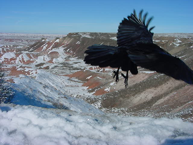 flight at Petrified Wood National Park