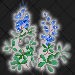 Blue Bonnet-Texas