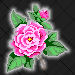 Camellia-Alabama