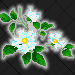 Cherokee Rose-GA