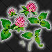 Clover-Vermont