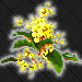 Oregon Grape-Oregon!