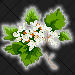 Hawthorn-Missouri