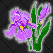 Iris-Tennesee