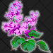 Lilac_NH