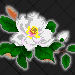 Magnolia-LA-MS