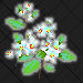 Mock Orange