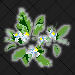 Orange Blossom_Florida