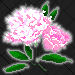 Peony-Indiana