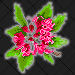 Rhodendrum