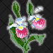Lady Slipper-Minnesota
