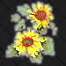 Sunflower-Kansas