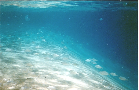 Eilat4.jpg (125666 bytes)