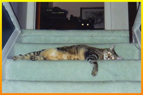 I double dare you to try to get up these stairs!