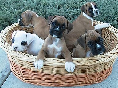 MGM Puppies