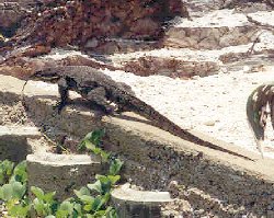 monitor lizards