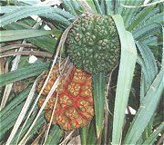 pandanus fruits