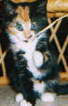 Rusty sitting under a chair