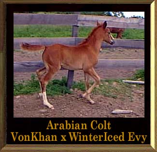 KhanHeir Purebred Arabian