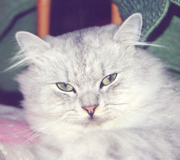*Mooie kat h�*