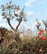 L'Ametller de St.Anastasi