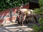 Tried to photograph an 'authentic' Siamese cat but failed